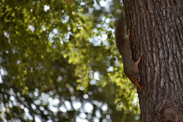 始終在建隊 始終在建隊