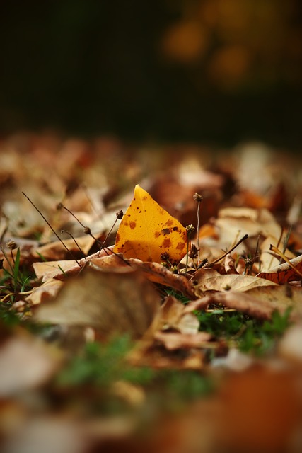 香港的地理 香港的地理