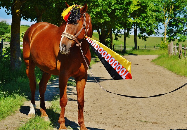 贝尔纳多无 贝尔纳多无